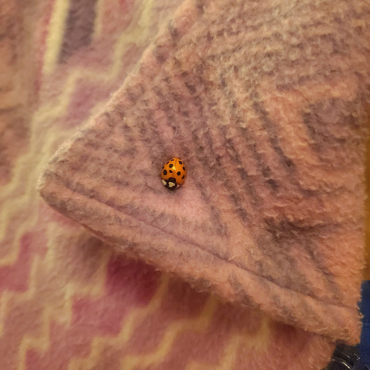 Pins coccinelle