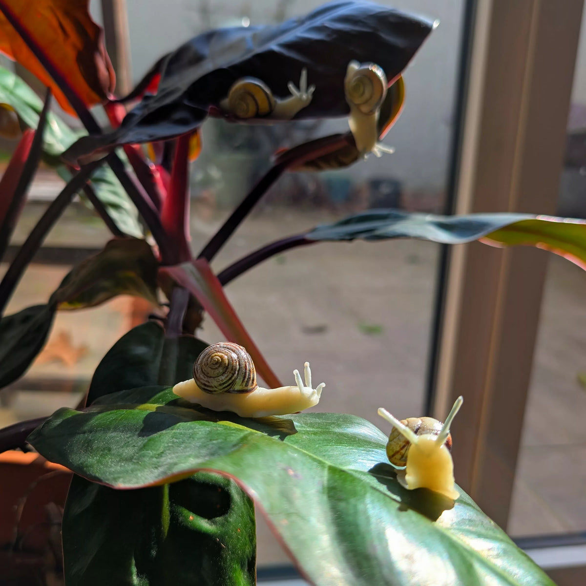Neskargot/Escargot aimanté phosphorescent avec une vraie coquille / Veilleuse à plante