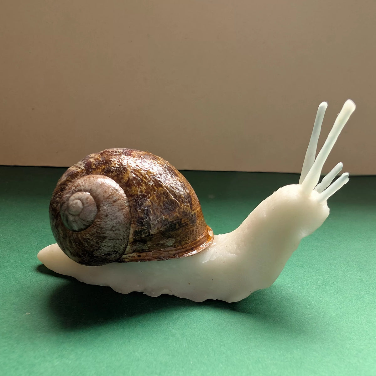 Goscargot/Escargot phosphorescent avec une vraie coquille / Veilleuse à poser
