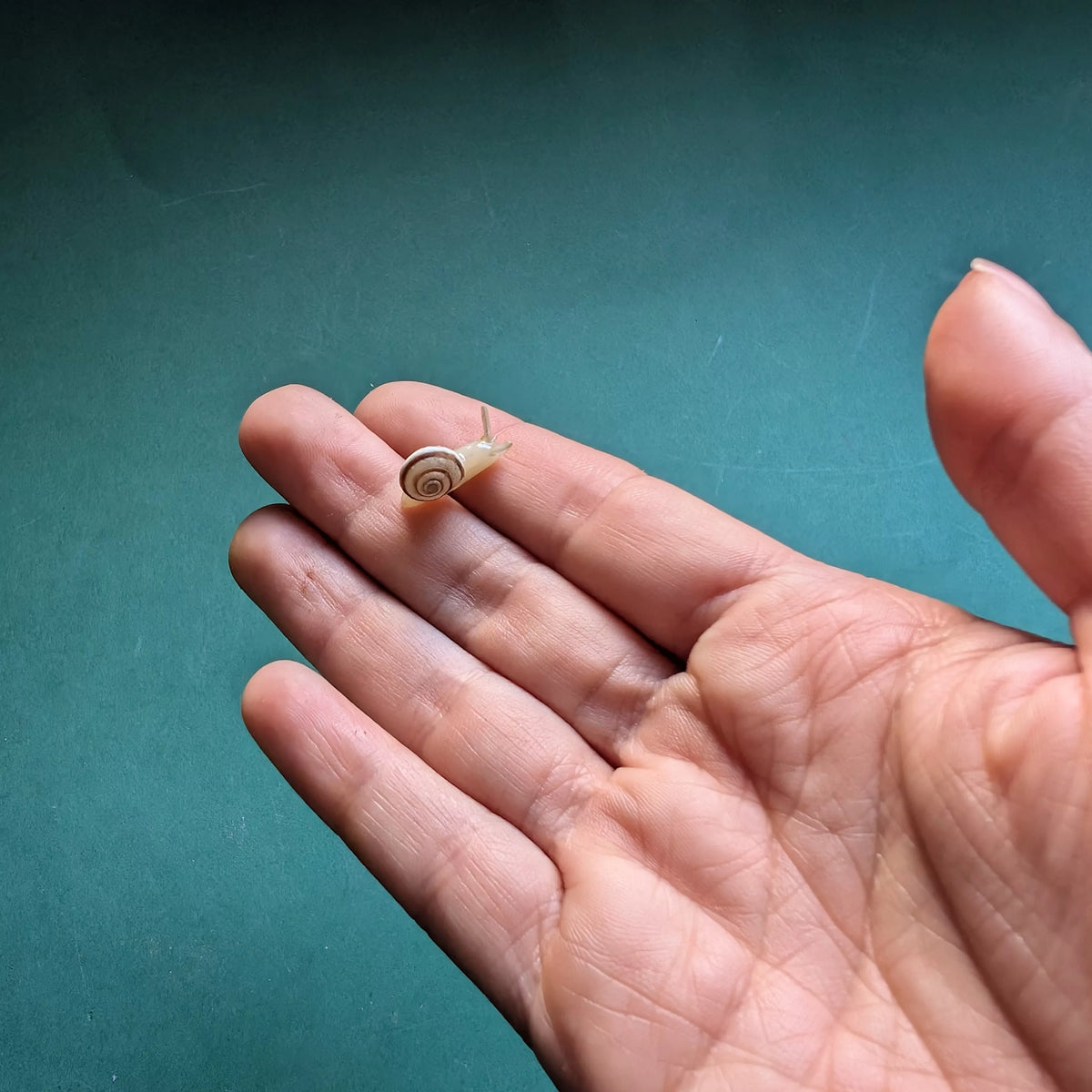Boucle d’oreille Escargot phosphorescent avec une vraie coquille
