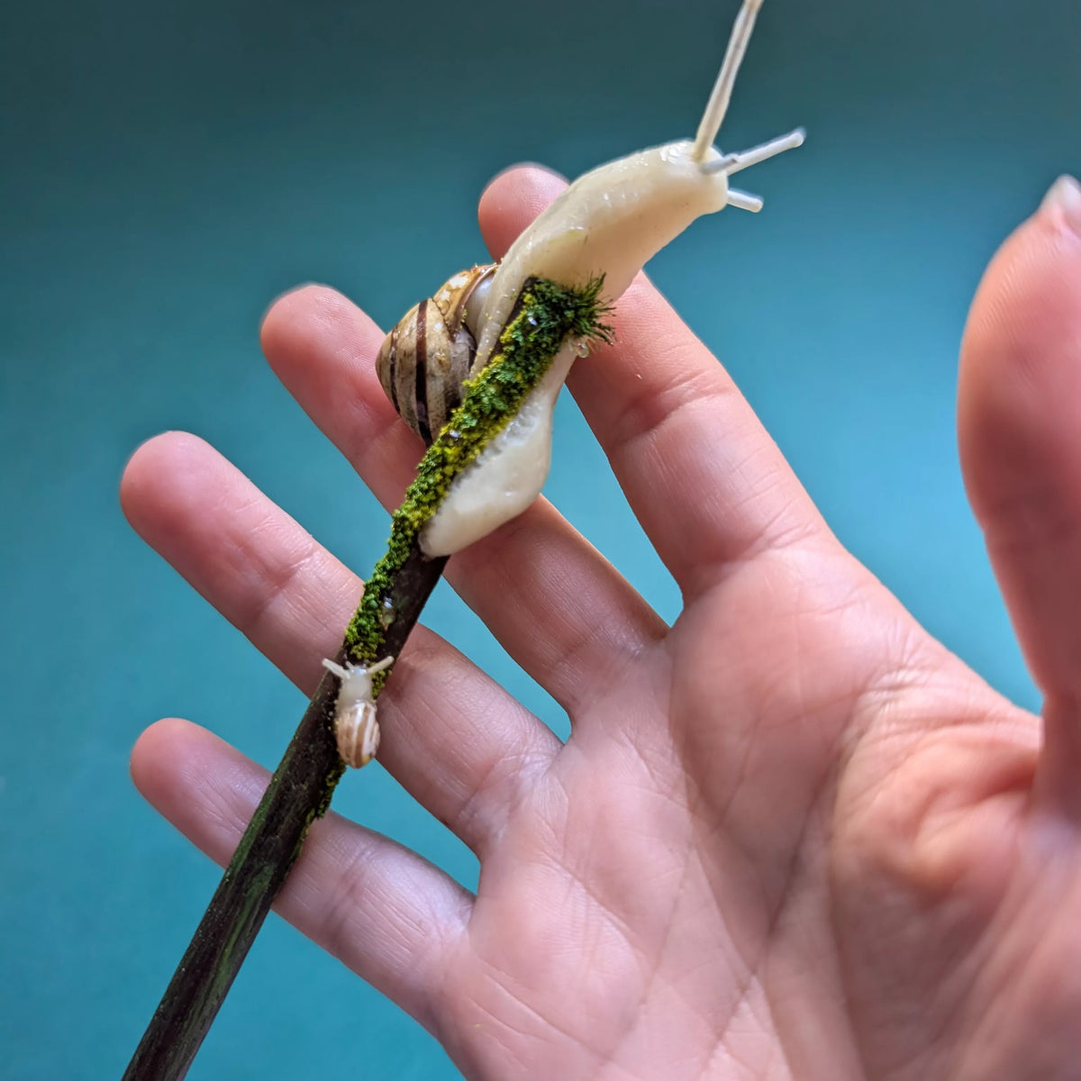 baguette pour cheveux escargot et bébé avec une vraie coquille (Pièce unique)