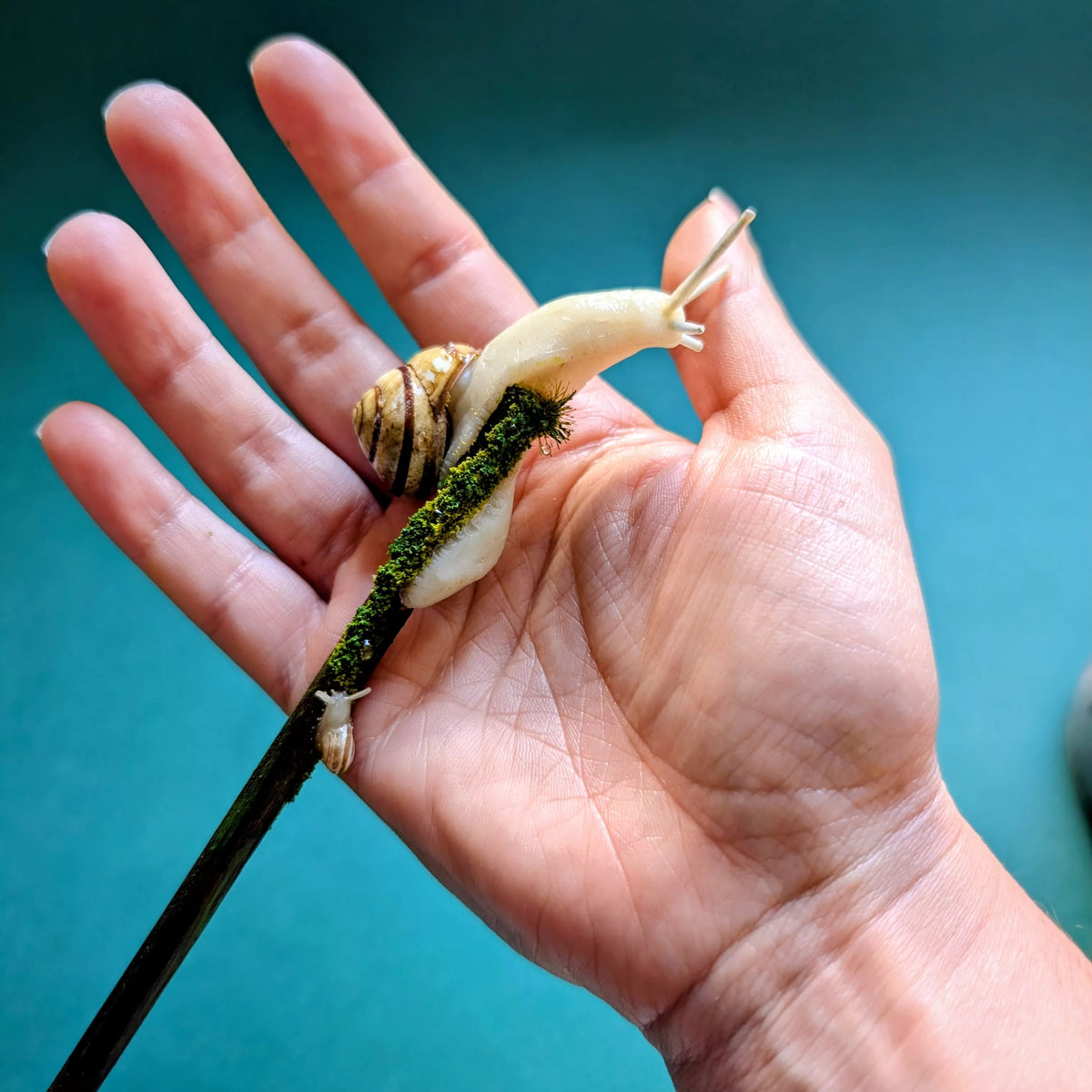 baguette pour cheveux escargot et bébé avec une vraie coquille (Pièce unique)