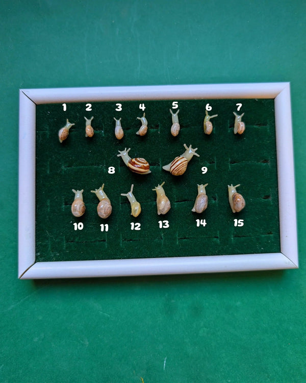 Boucle d'oreille escargot phosphorescent