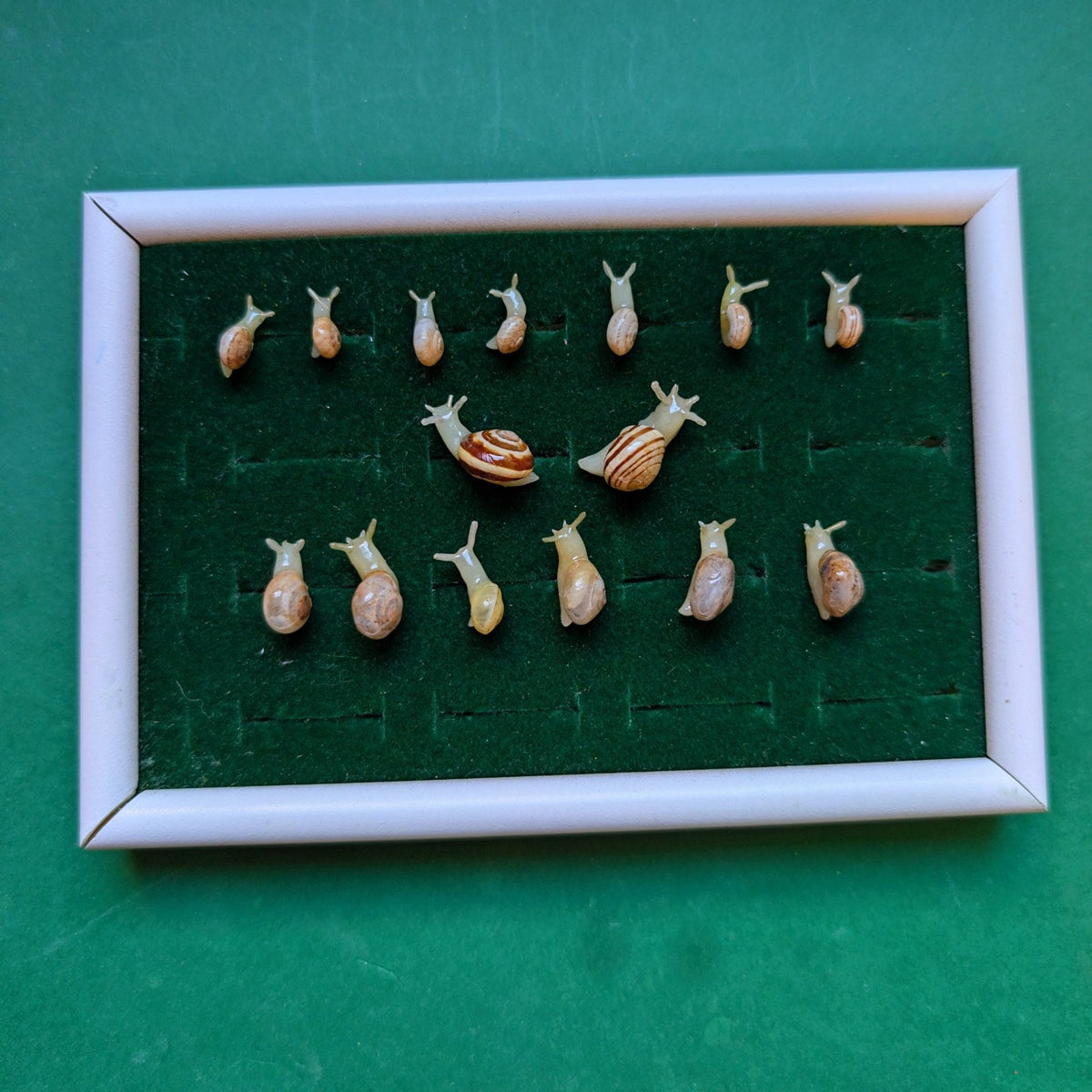 Les 15 escargots phosphorescents dans leur cadre de velours vert
