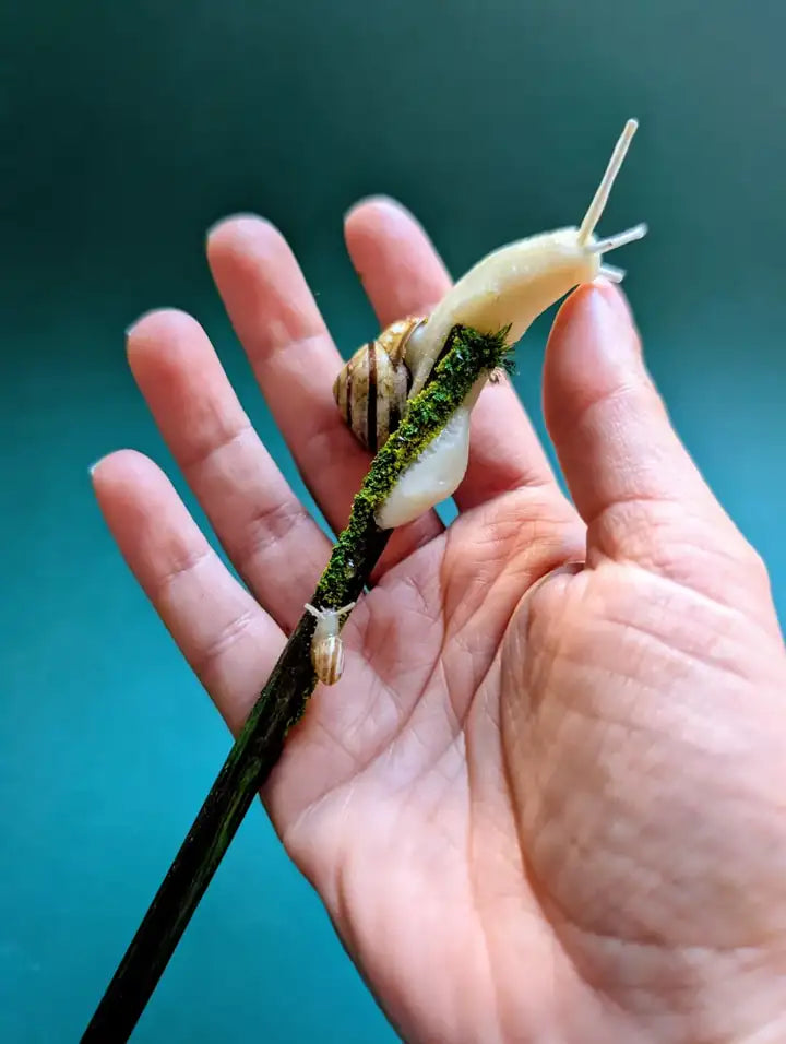 Baguette escargot et bébé avec une vraie coquille