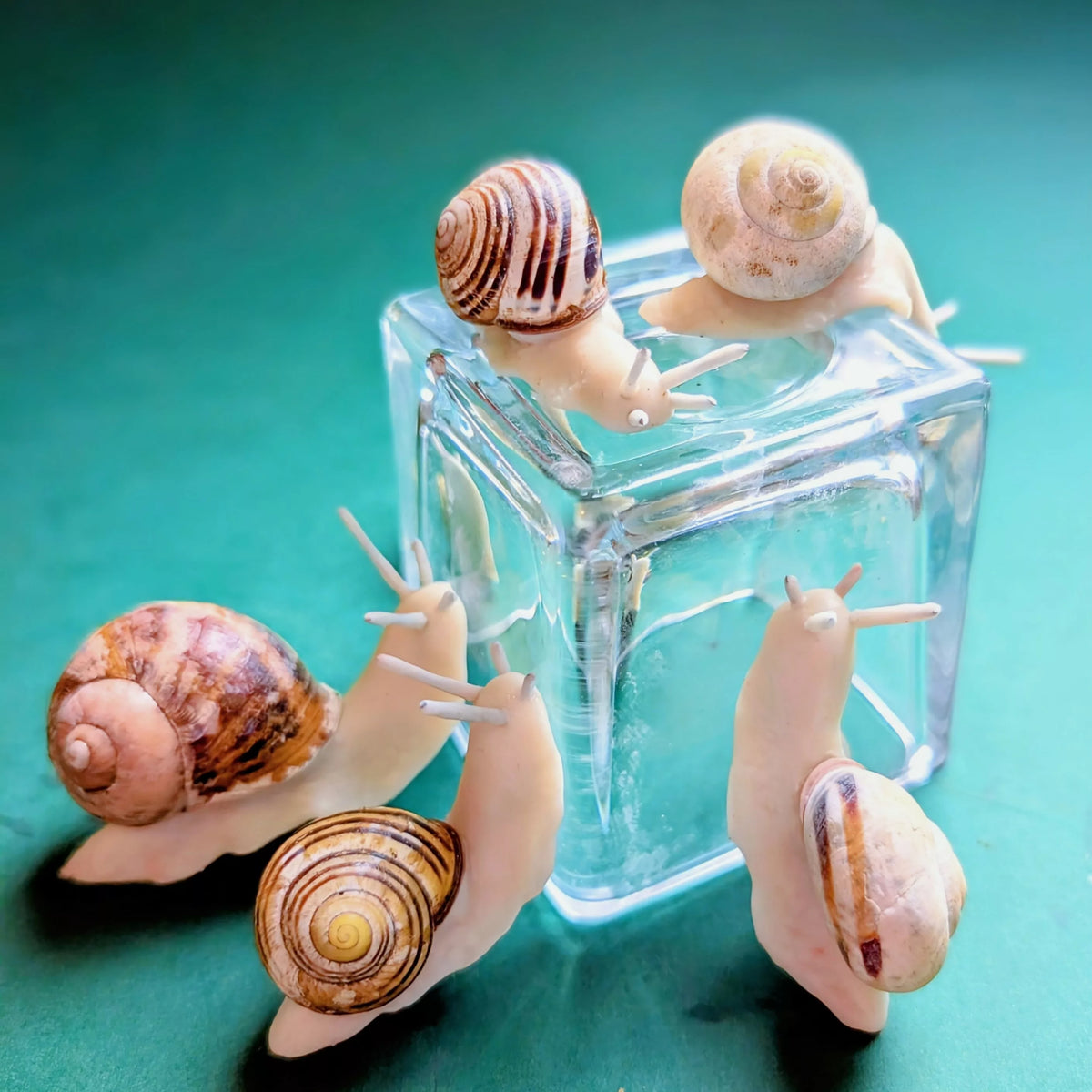 Neskargot/Escargot aimanté phosphorescent avec une vraie coquille / Veilleuse à plante