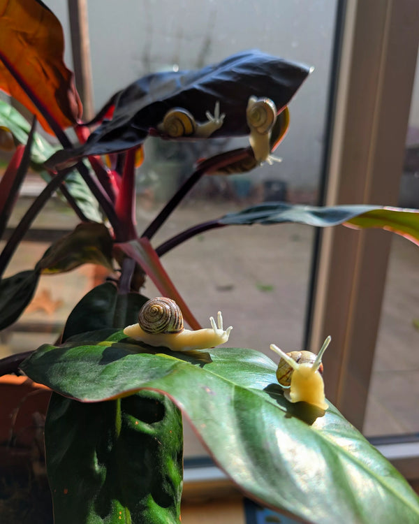 Neskargot, l'escargot aimanté