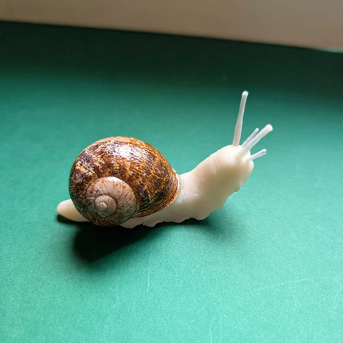 Goscargot/Escargot phosphorescent avec une vraie coquille / Veilleuse à poser
