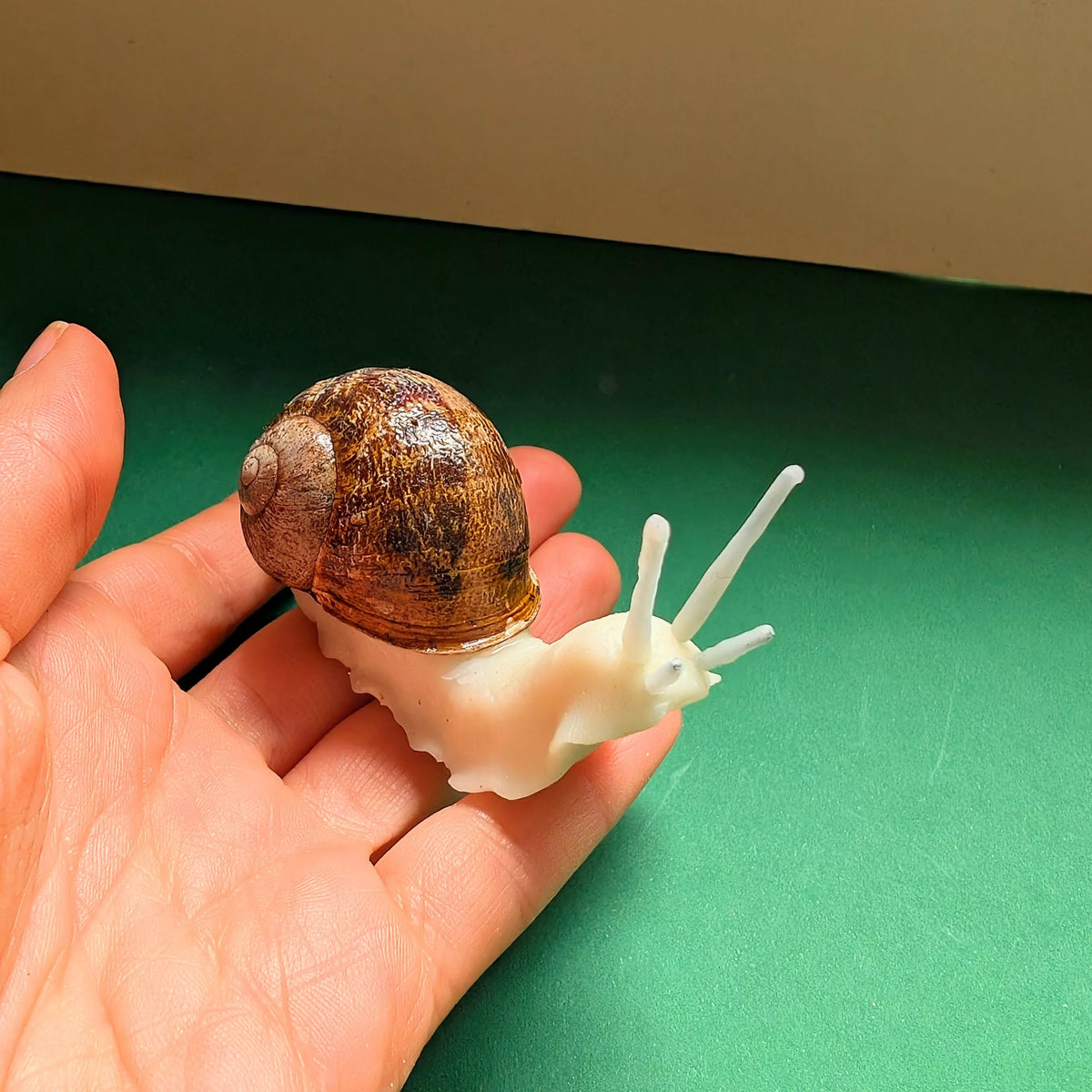 Goscargot/Escargot phosphorescent avec une vraie coquille / Veilleuse à poser