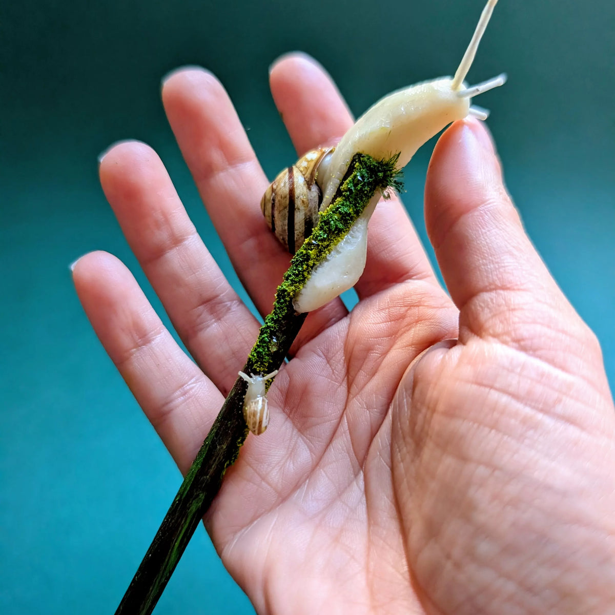 baguette pour cheveux escargot et bébé avec une vraie coquille (Pièce unique)