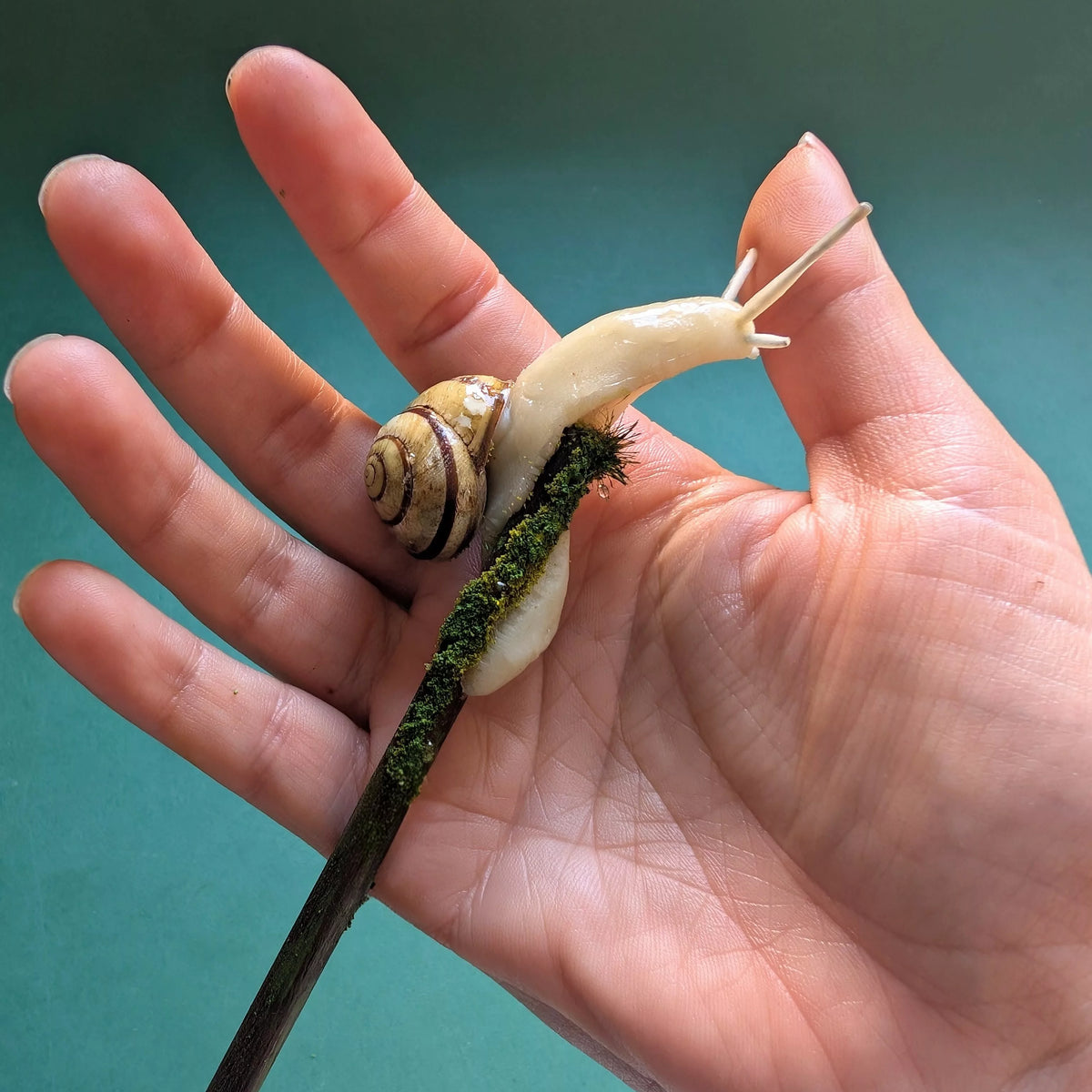 baguette pour cheveux escargot avec une vraie coquille