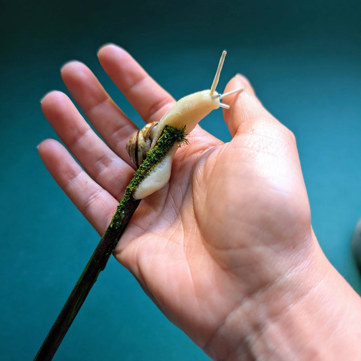 baguette pour cheveux escargot avec une vraie coquille