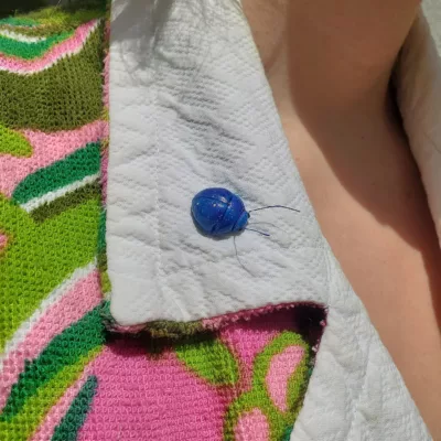 pins scarabée coloré